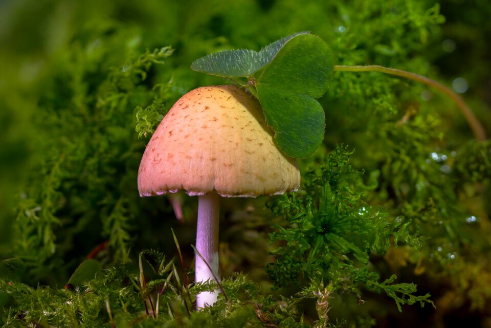 Sponge moss forest mushroom