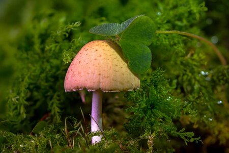 Sponge moss forest mushroom photo