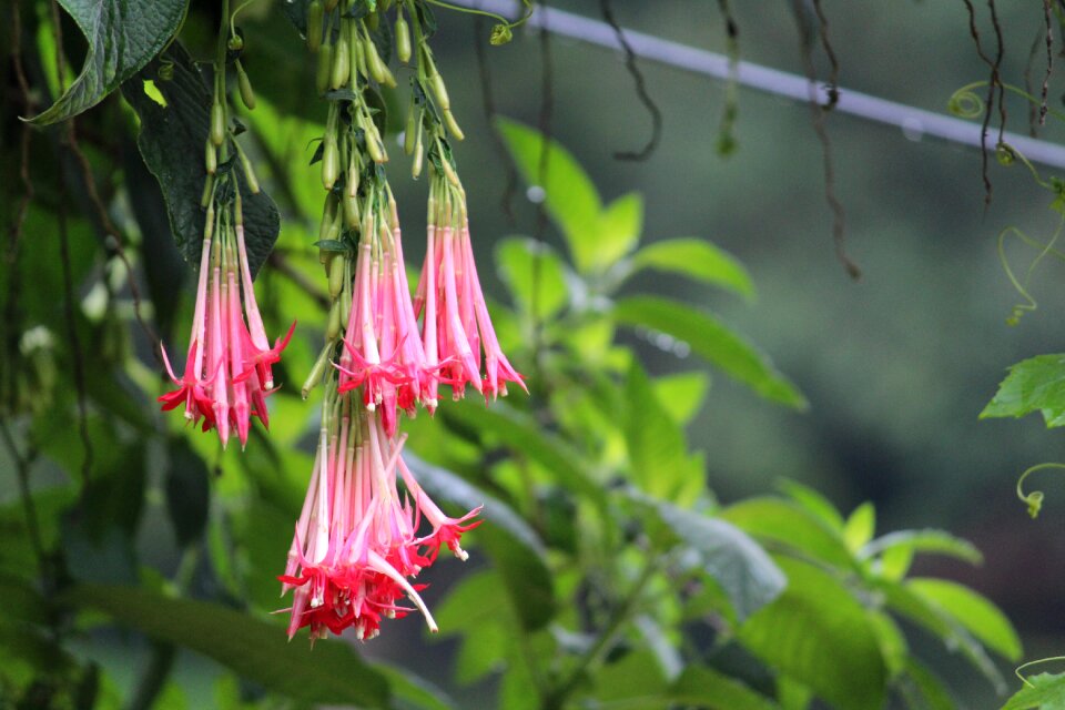 Nature pink flowers floral