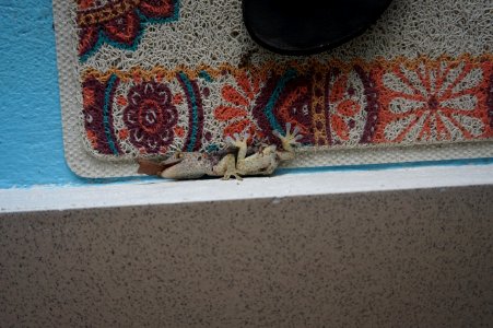 DSC00644 (34402544986)