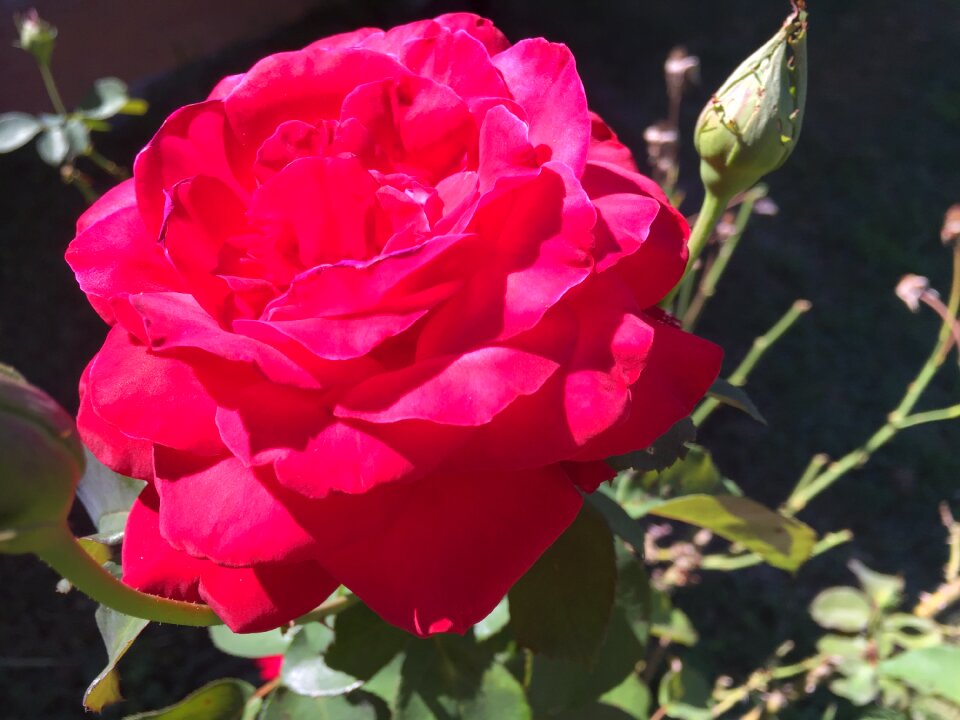 Pink flower nature pink rose