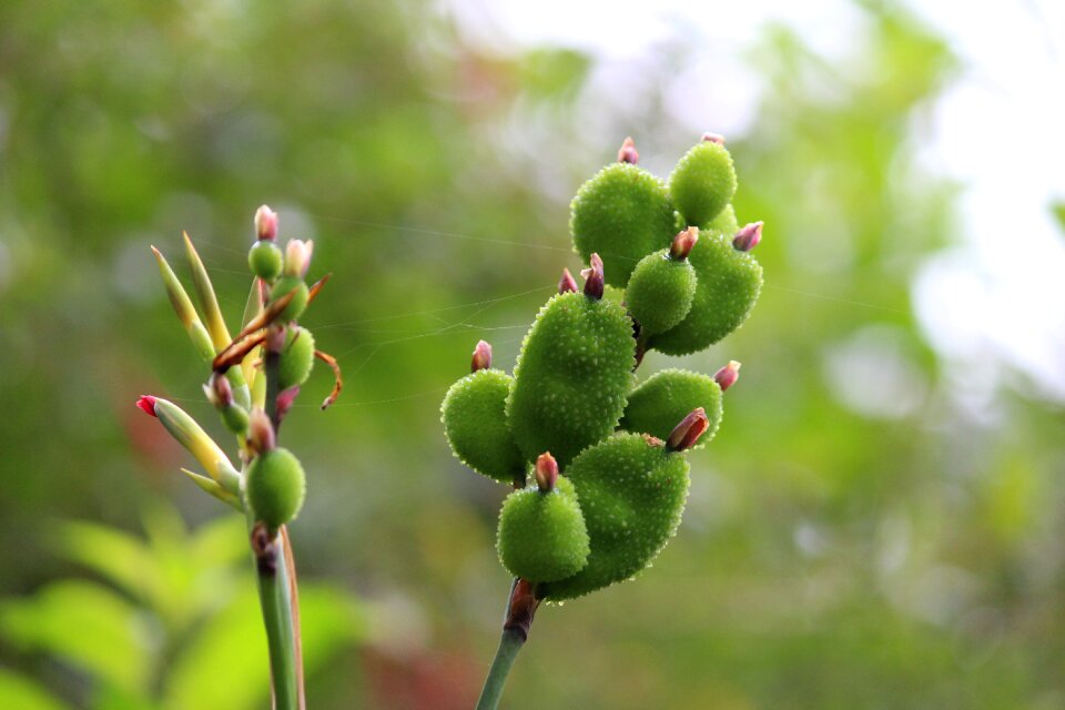 Tree macro botany