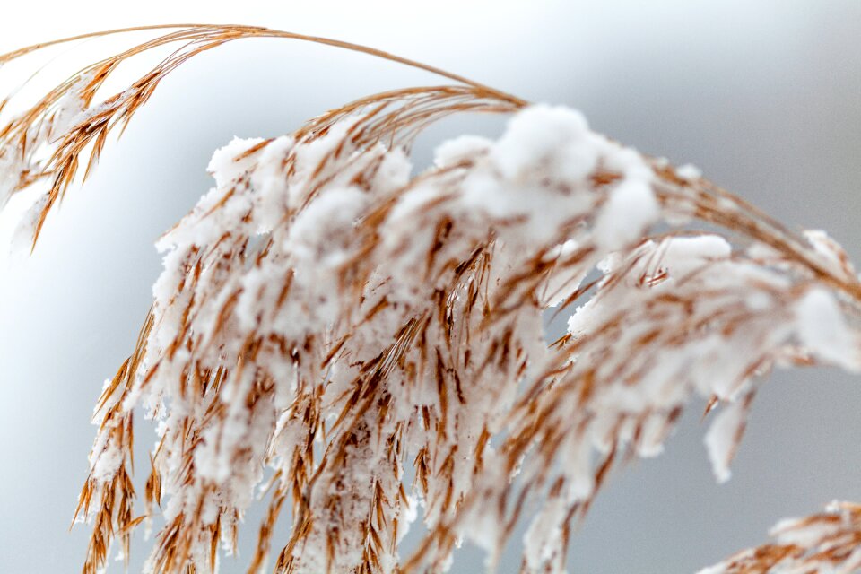 Nature wintry frost