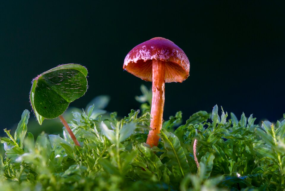 Sponge moss forest mushroom