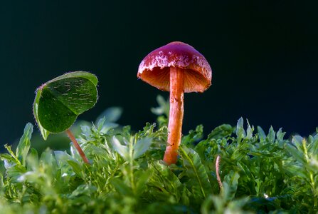 Sponge moss forest mushroom photo