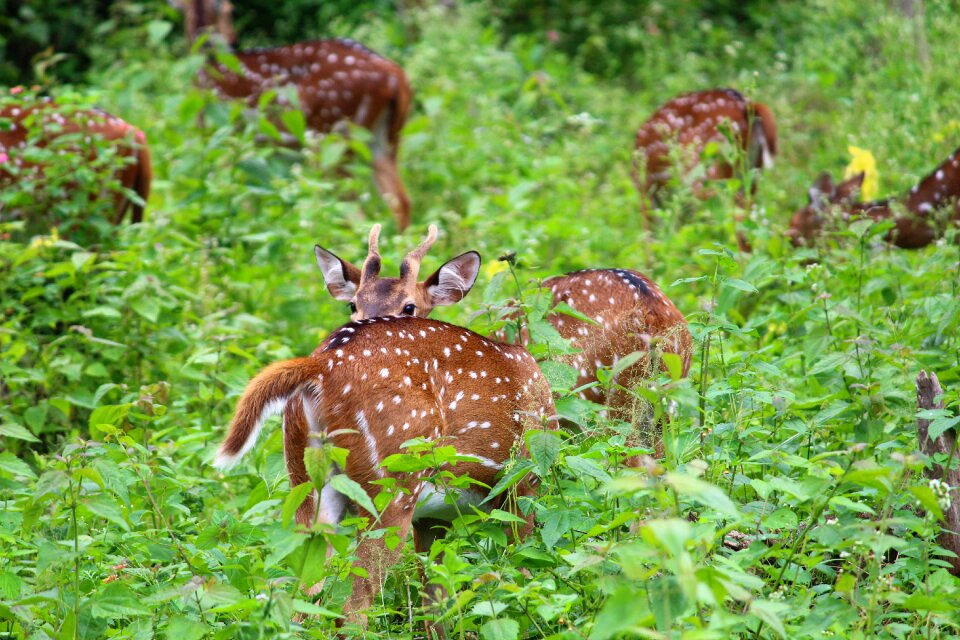 Forest wildlife nature