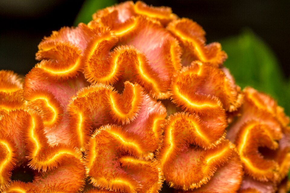 Flower macro nature