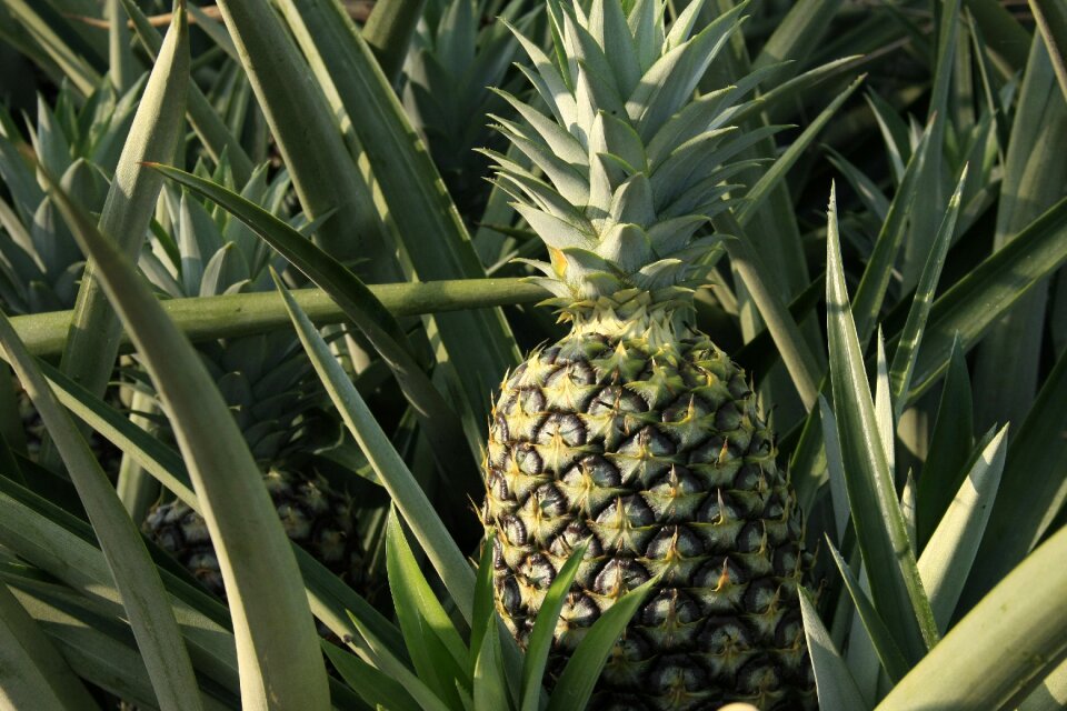 Plant food fruit