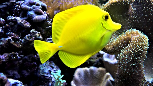 Color zebrosama tropical
