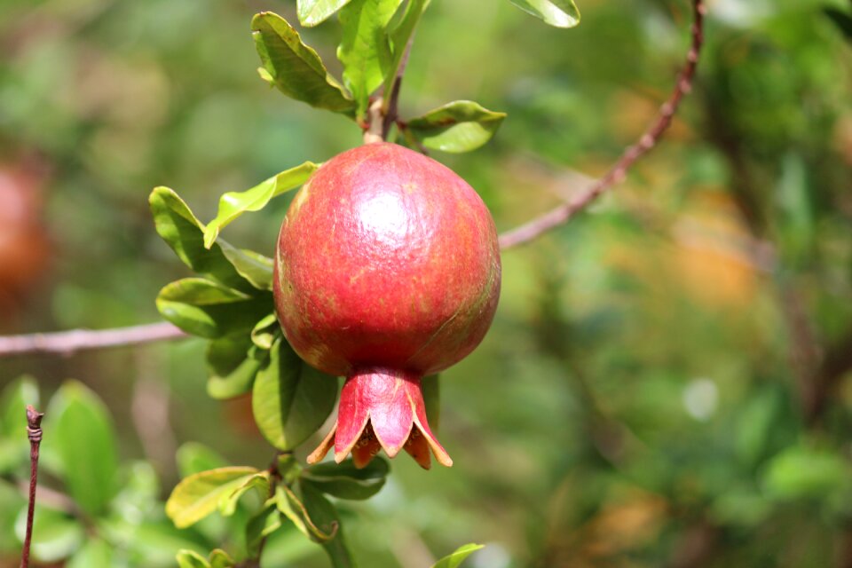 Nature healthy agriculture