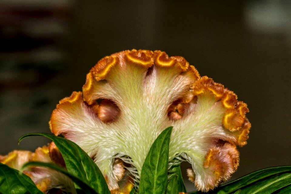 Flower macro nature