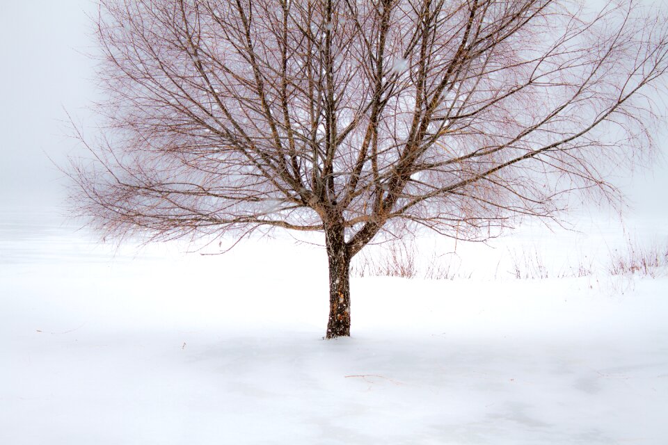 Landscape branch cold
