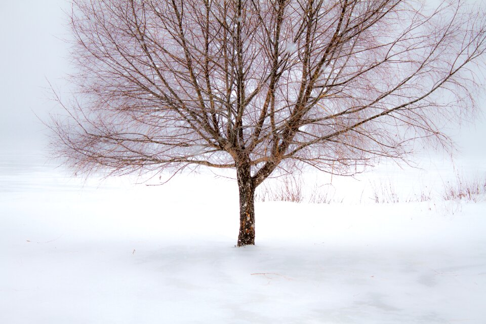 Landscape branch cold photo