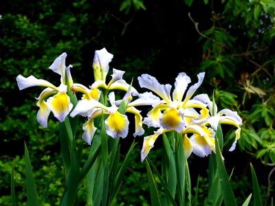 Dutch Iris. (51673071411)