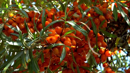 Closeup fruit sea ​​buckthorn