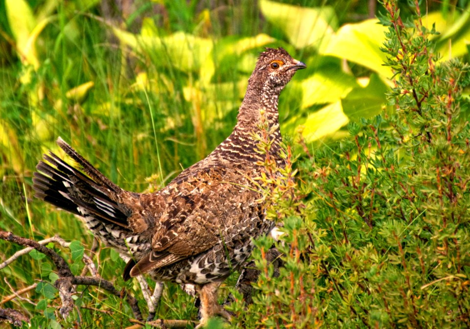 Dusky Grouse (50365593086)
