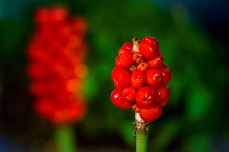 Infructescence poisonous plant red photo