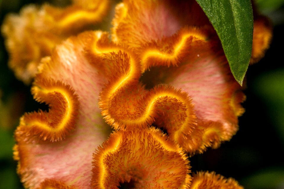 Flower macro nature