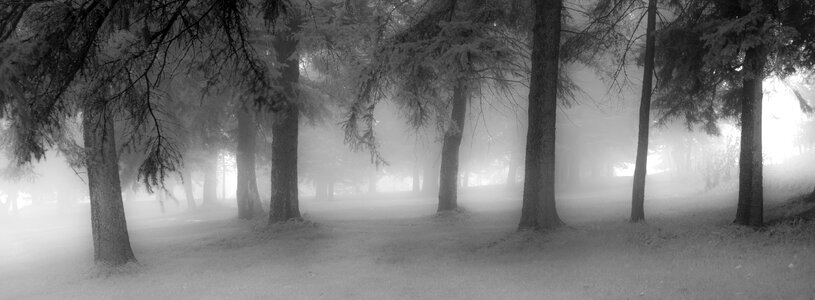 Mist tree forest photo