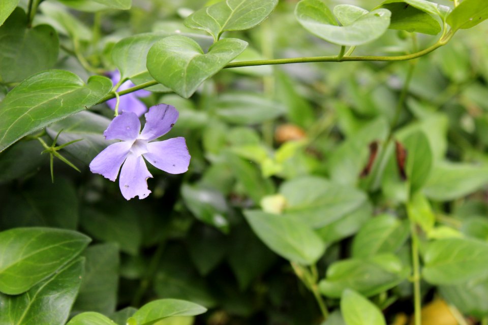 Dyke Marsh Wildlife Preserve (27019049152)