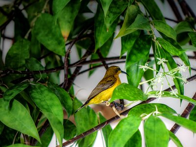 Small branch olive-backed photo