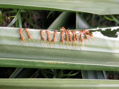 Cooperation insect work photo