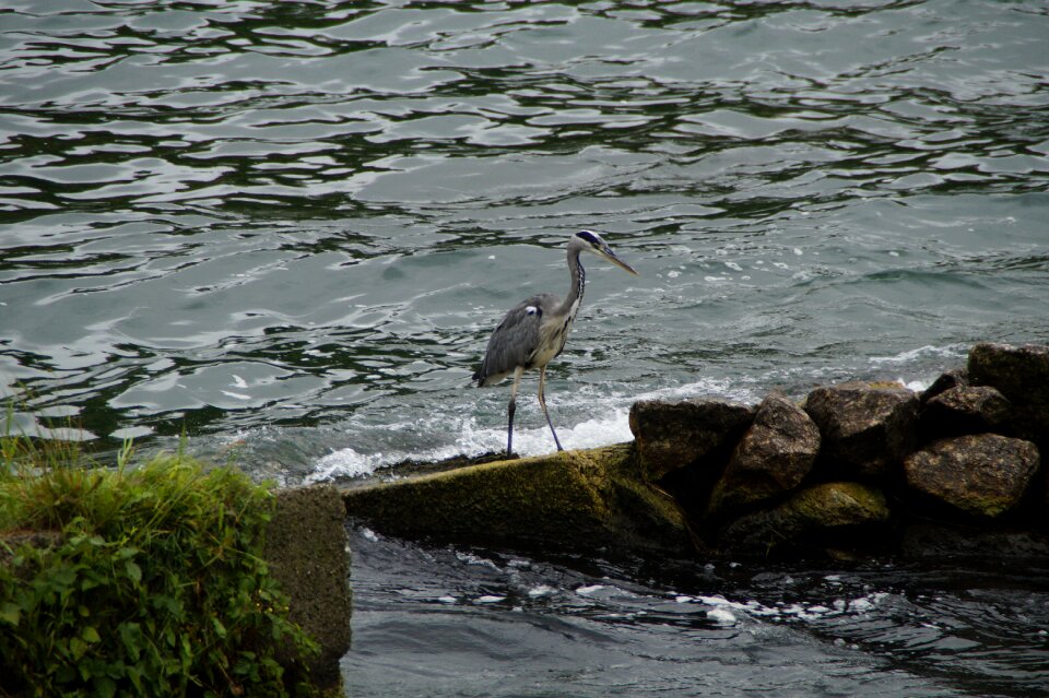 Eastern nature animal
