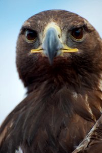 Eagle Release at Dead Horse Point State Park (7167166334)
