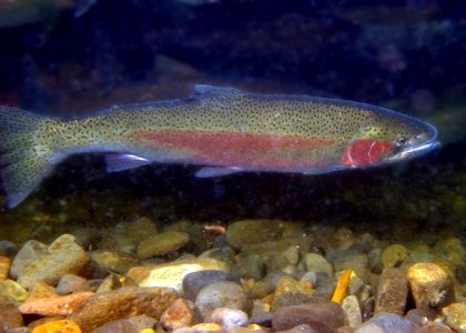 EagleCr1 steelhead Swart odfw (4454826257)