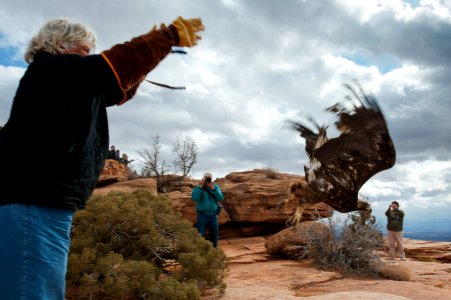 Eagle Release at Dead Horse Point State Park (7167165062)