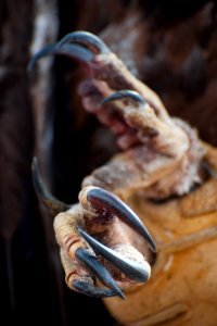 Eagle Release at Dead Horse Point State Park (7167165668)