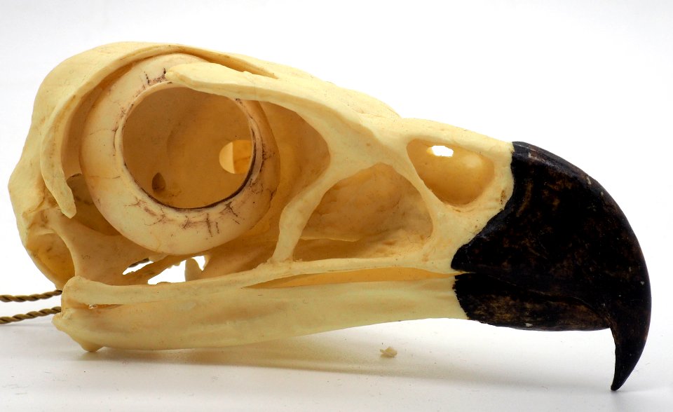 Eagle Skull (50669180632)