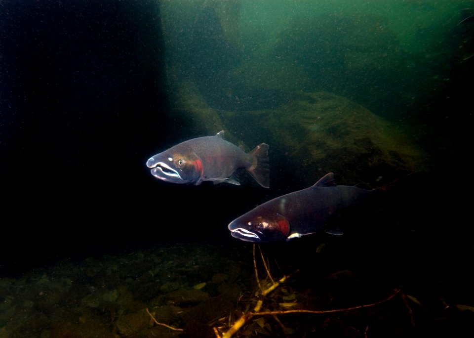 EagleCr1 coho Swart odfw (4454768375)
