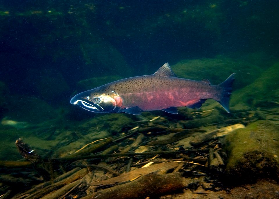 EagleCr3 coho Swart odfw (4454766357)
