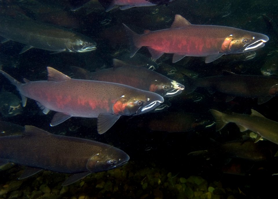 EagleCr5 coho Swart odfw (4455546746)