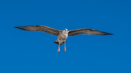 Nature animal world gulls photo