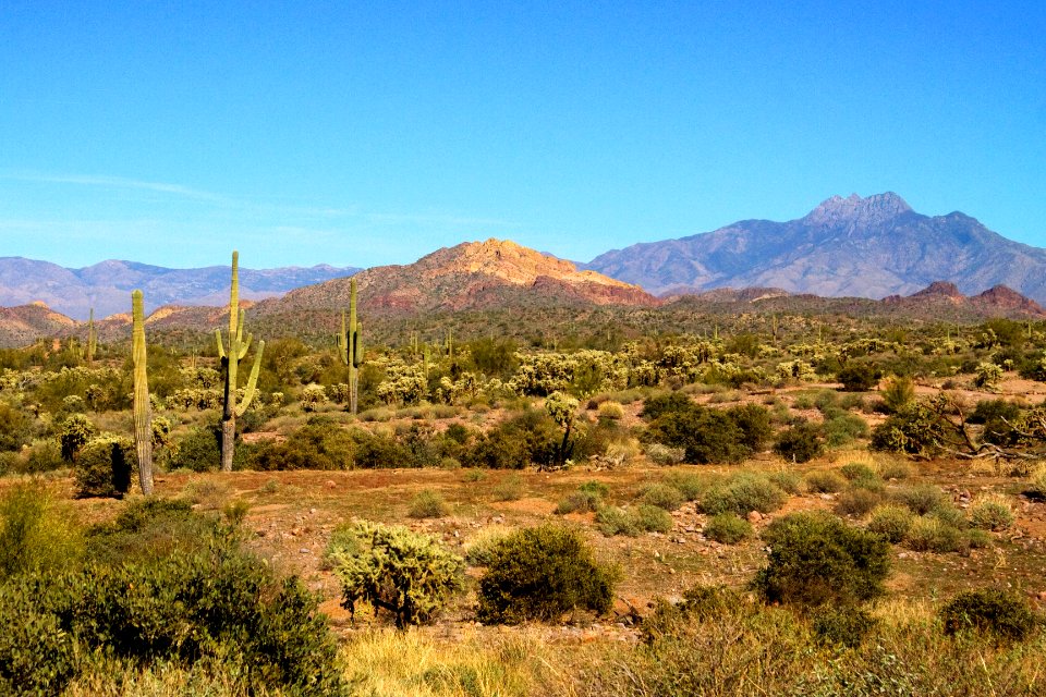 Eastern Mountains and Cactus (24544453347)