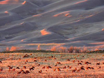 Elk Herd and Dunes (40514162563)