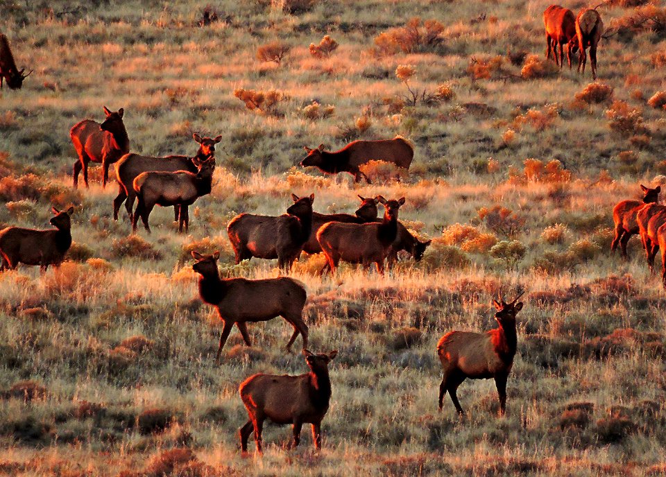 Elk in Grasslands, Sunset (47825034652)