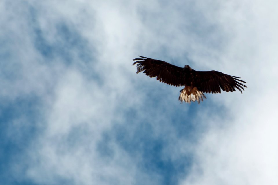 Eagle Release at Dead Horse Point State Park (7167164548)
