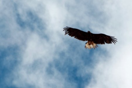 Eagle Release at Dead Horse Point State Park (7167164548)