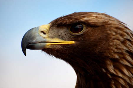 Eagle Release at Dead Horse Point State Park (7167166814)