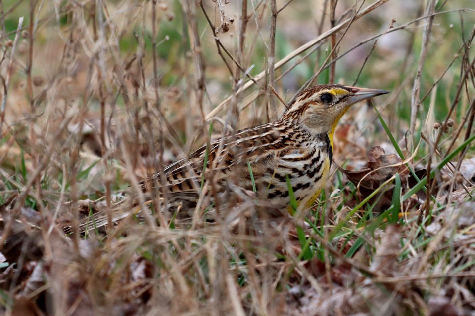 Eastern Meadowlark, February 9 2021 -- Warren Bielenberg (50953849581)