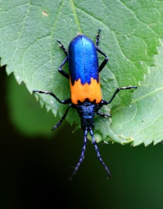 Elderberry borer (708908105)
