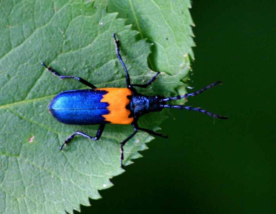 Elderberry bettle (3163139072)