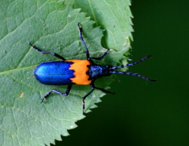 Elderberry bettle (3163139072)