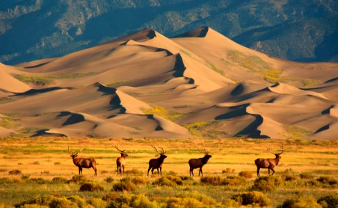 Elk and Star Dune (49097789642)