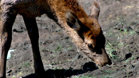 Elk Calf (29462871004)