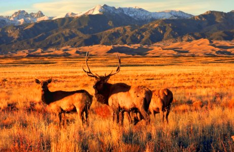 Elk in Grasslands, Dunes and Sangre de Cristo Mountains in Background (27263270849)
