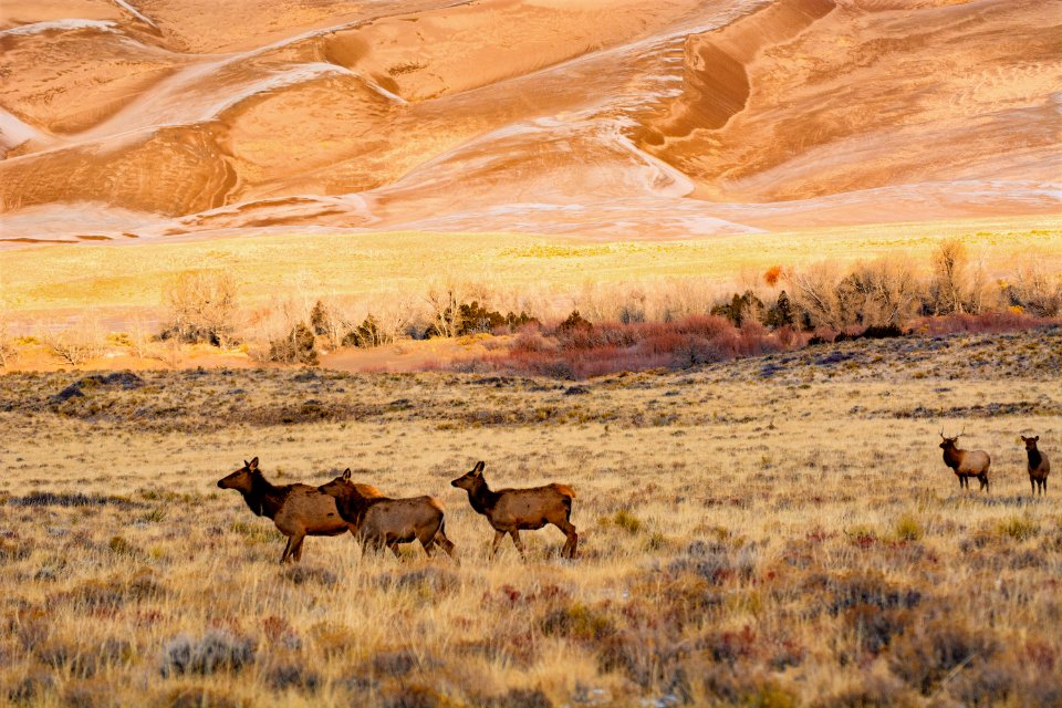 Elk Herd in front of Dunes (49209422933)